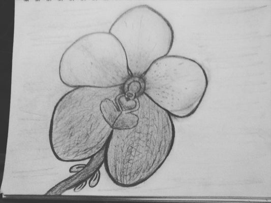 Orchid